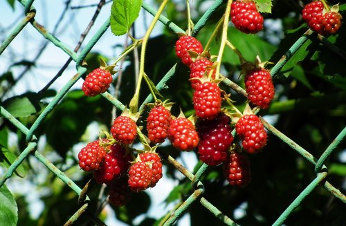 blackberry bezkolcowa  bush  fruit