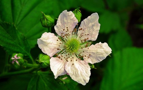 blackberry bezkolcowa  flower  plant