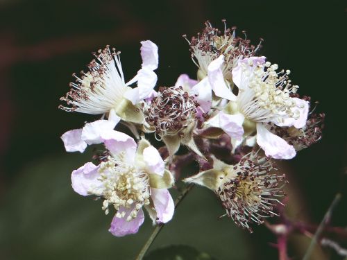 blackberry blossom nature summer