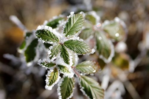 blackberry leaves rime frost
