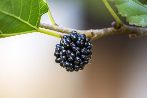 blackberry purple mulberry natura