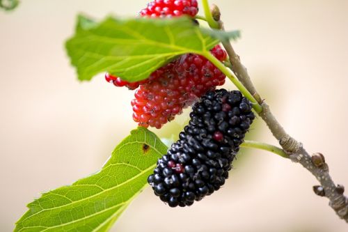 blackberry purple mulberry natura