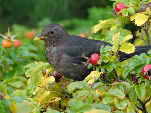 blackbird bird songbird