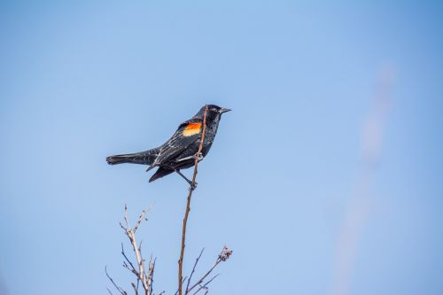 blackbird bird nature