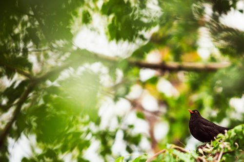 blackbird tree bird
