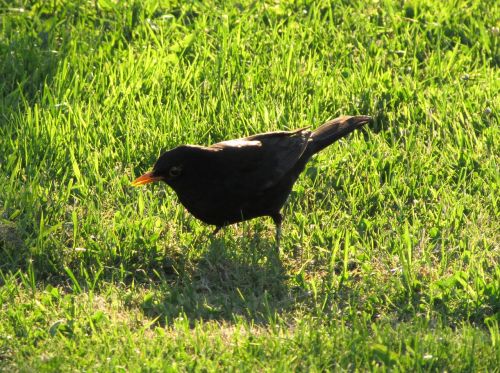 blackbird bird black bird