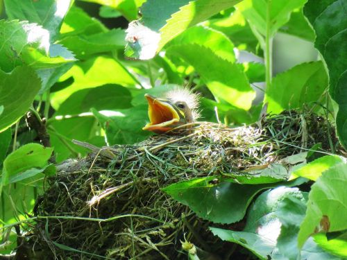 blackbird young bird's nest
