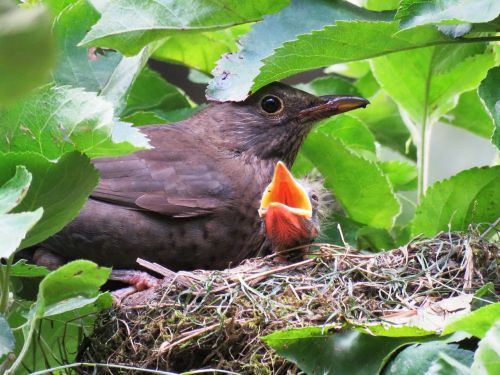 blackbird nest young