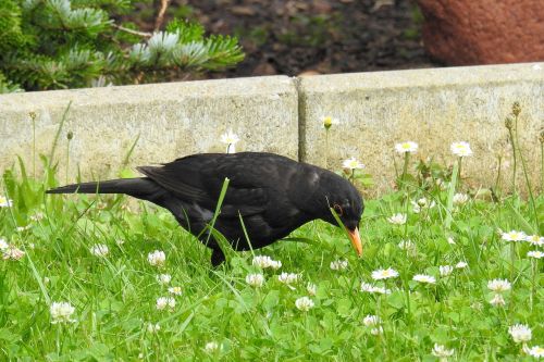 blackbird blackbird male bird