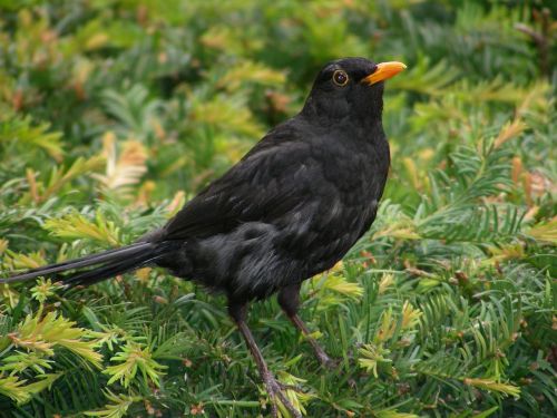 blackbird bird animal