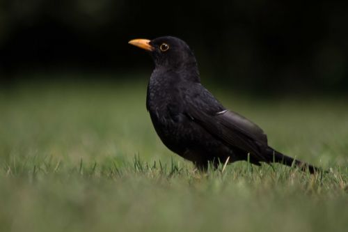 blackbird bird animal