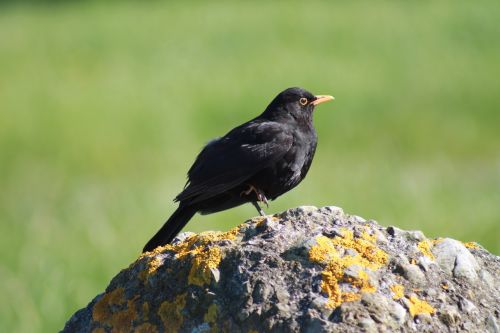 blackbird bird rock