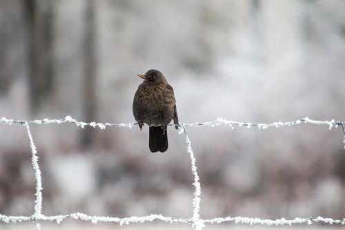 blackbird bird winter