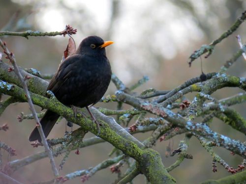 blackbird bird winter