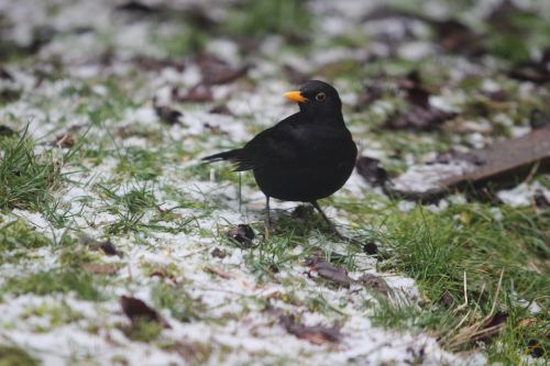 blackbird songbird winter