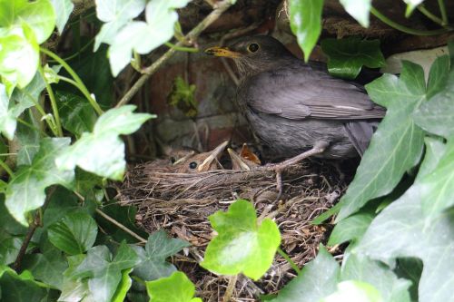 blackbird young nest