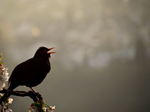 blackbird bird singing