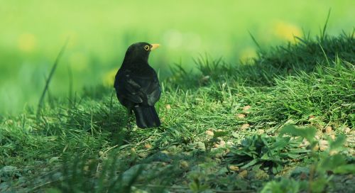 blackbird grass black