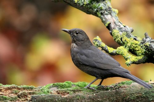 blackbird bird autumn