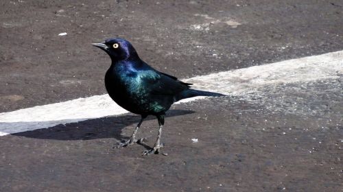 blackbird black bird