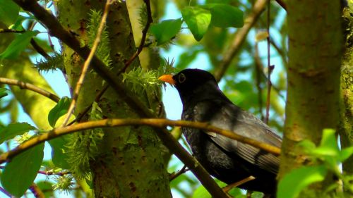 blackbird nature bird