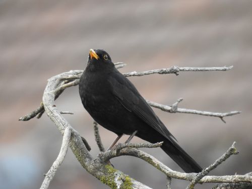 blackbird nature songbird