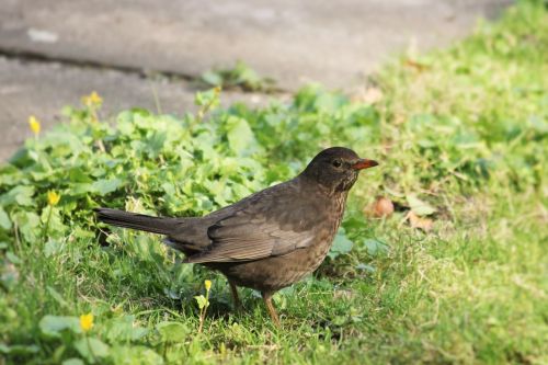 blackbird bird spring