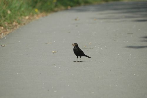 blackbird worm eat