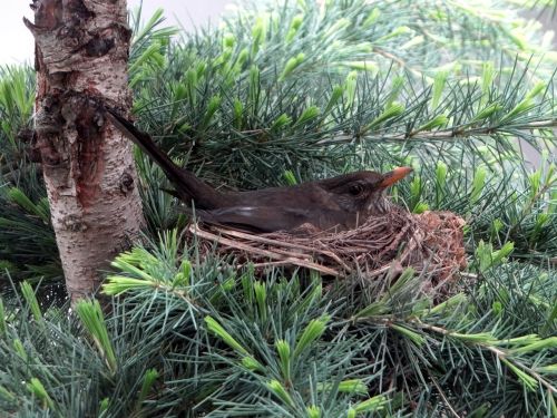 blackbird breed nest