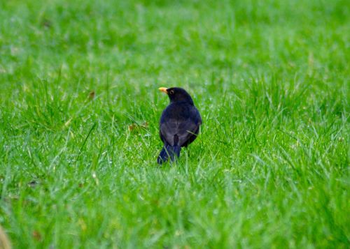 blackbird uk grass