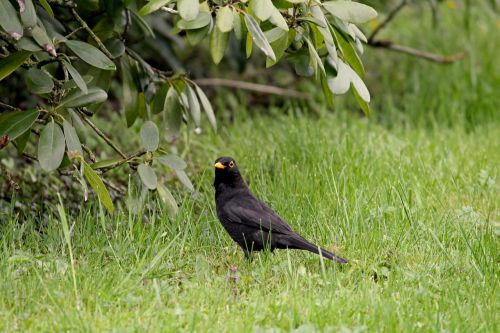 blackbird songbird meadow