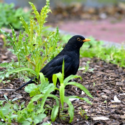 blackbird males bird