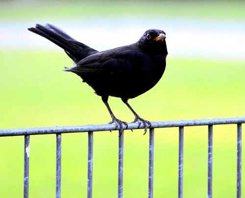 blackbird nature garden