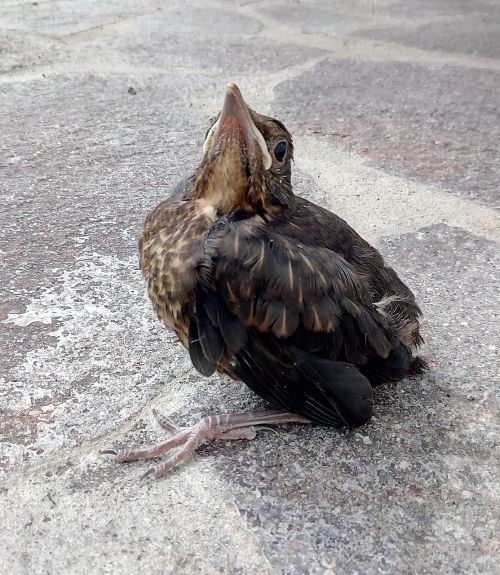 blackbird young bird chicks