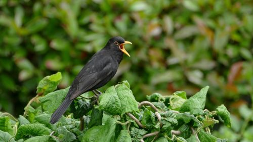 blackbird black bird songbird