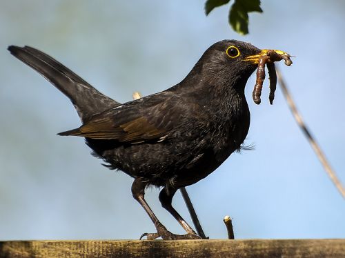 blackbird bird garden bird