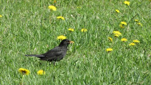 blackbird black bird bird