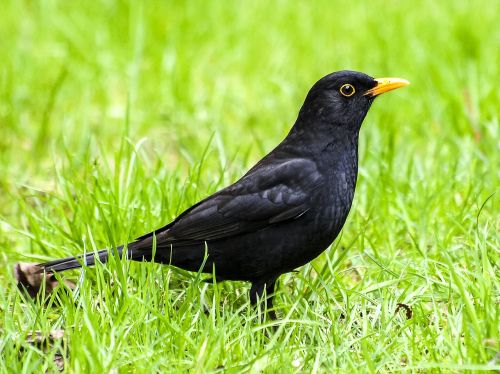 blackbird bird songbird