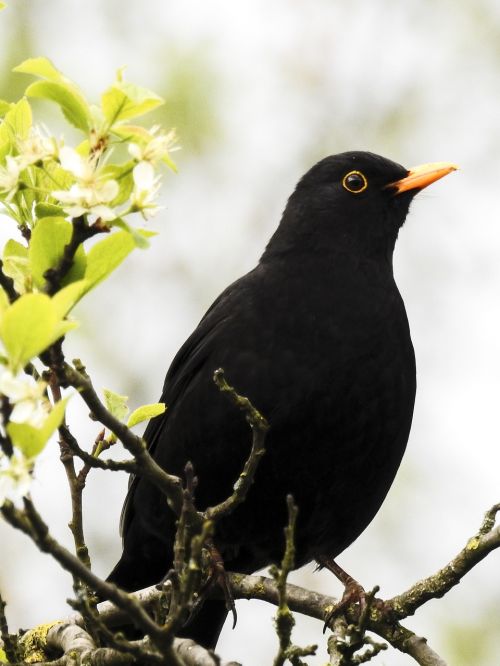 blackbird bird songbird