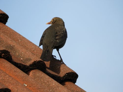 blackbird roof bird