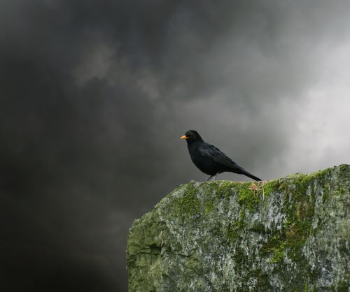 blackbird bird songbird