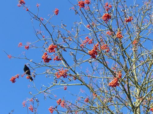 blackbird voghelbeerbaum mountain ash