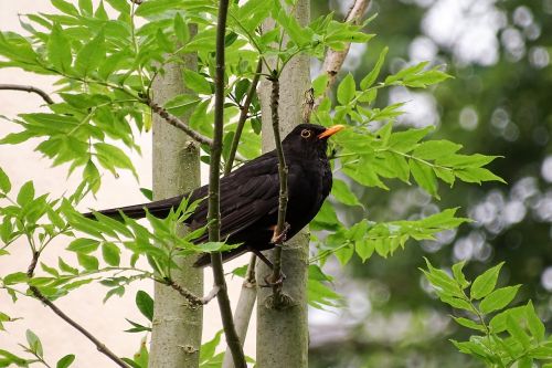 blackbird throttle black plumage