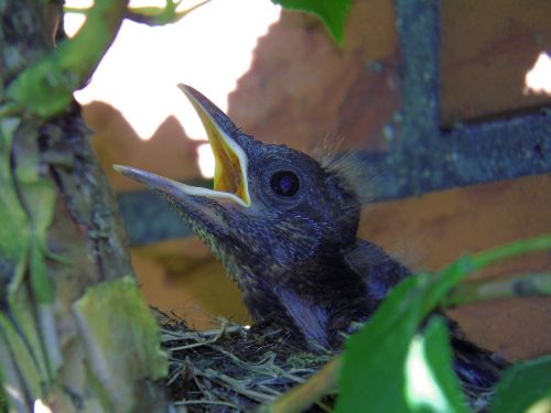 blackbird nest breed