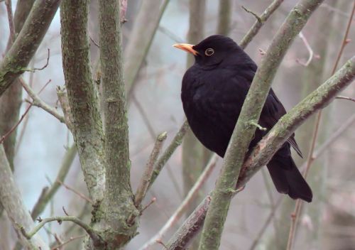 blackbird bird animal