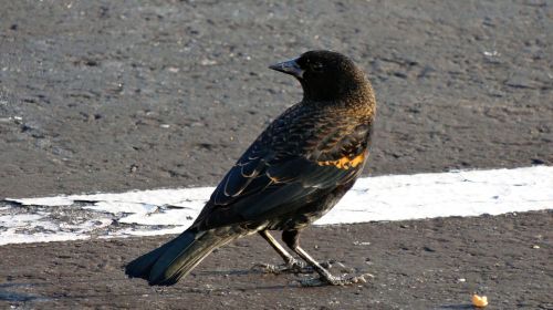 blackbird bird wildlife