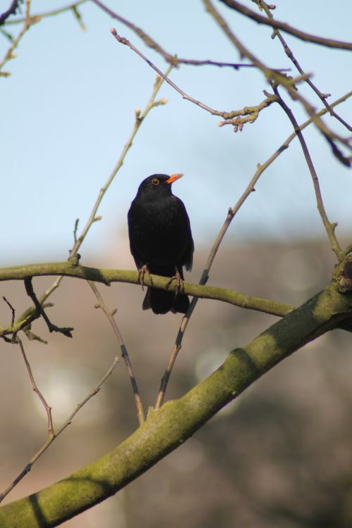 blackbird blackbird male throttle