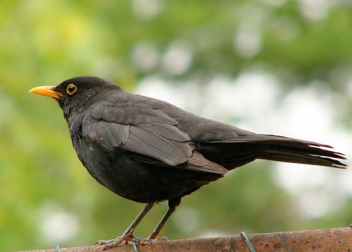 blackbird black wild life