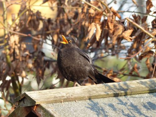 blackbird sing blackbird male