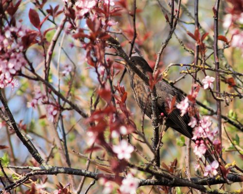 blackbird bird cherry blossoms